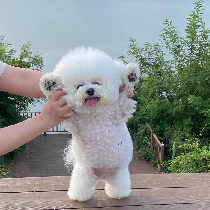 Meet Ham Arang, The Dog Who Is Conquering The Internet With His Smile