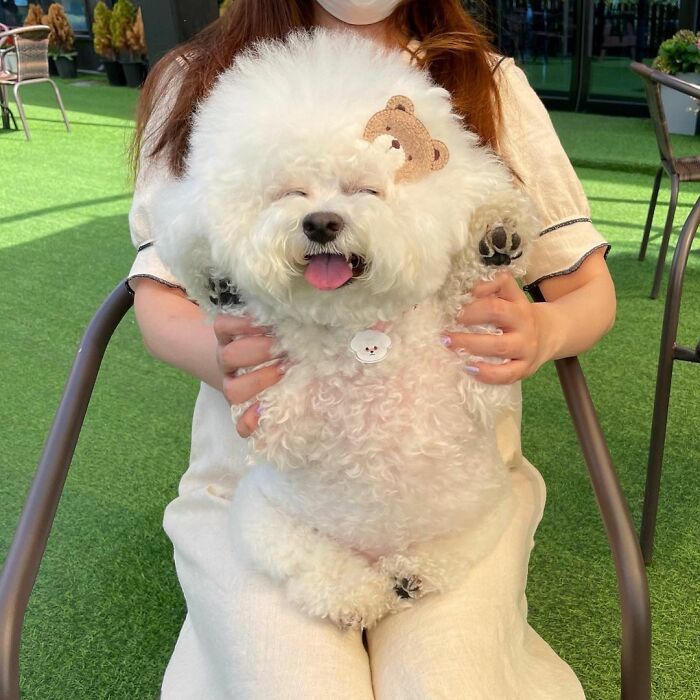 Meet Ham Arang, The Dog Who Is Conquering The Internet With His Smile