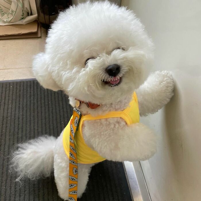 Meet Ham Arang, The Dog Who Is Conquering The Internet With His Smile