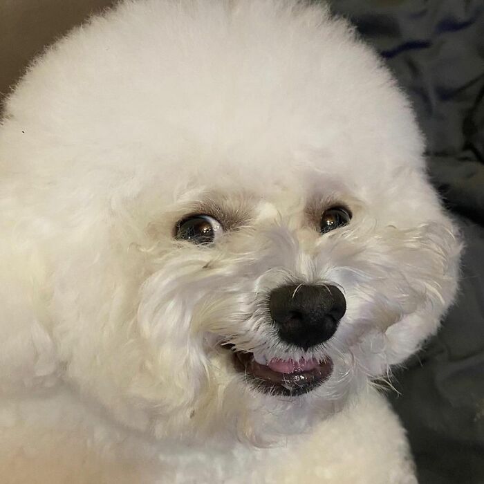 Meet Ham Arang, The Dog Who Is Conquering The Internet With His Smile