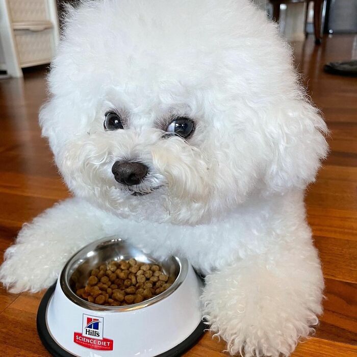 Meet Ham Arang, The Dog Who Is Conquering The Internet With His Smile