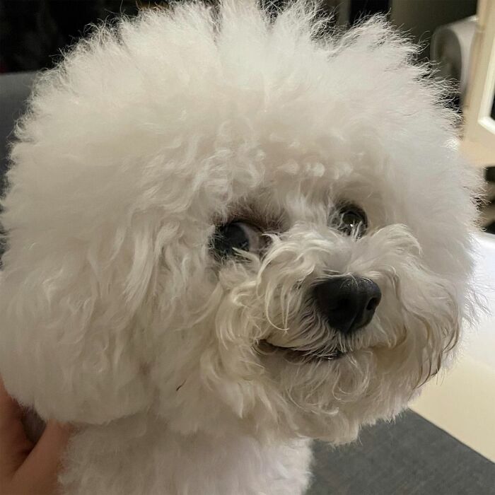 Meet Ham Arang, The Dog Who Is Conquering The Internet With His Smile