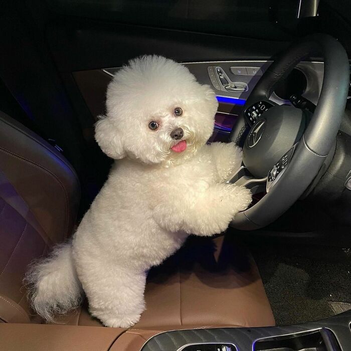 Meet Ham Arang, The Dog Who Is Conquering The Internet With His Smile