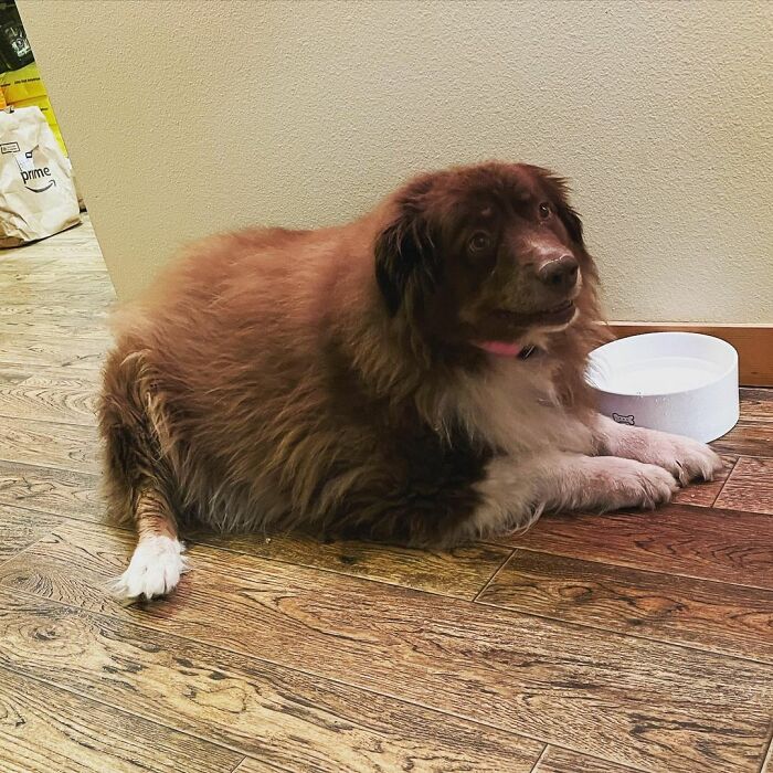 Dog That Was About To Be Put Down Gets Rescued And Adopted By A Couple That Drove For Hours To Get Him
