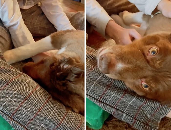 Dog That Was About To Be Put Down Gets Rescued And Adopted By A Couple That Drove For Hours To Get Him