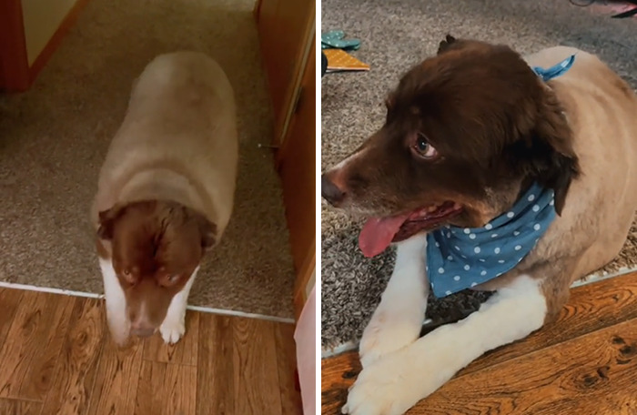 Dog That Was About To Be Put Down Gets Rescued And Adopted By A Couple That Drove For Hours To Get Him