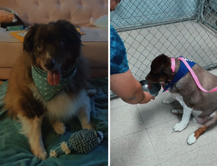 Dog That Was About To Be Put Down Gets Rescued And Adopted By A Couple That Drove For Hours To Get Him