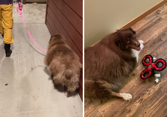 Dog That Was About To Be Put Down Gets Rescued And Adopted By A Couple That Drove For Hours To Get Him