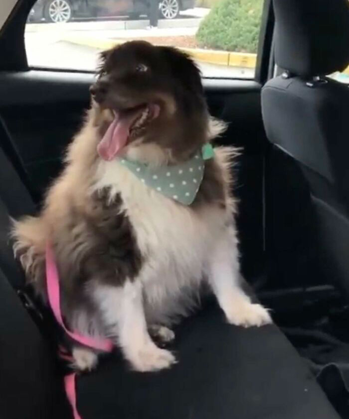 Dog That Was About To Be Put Down Gets Rescued And Adopted By A Couple That Drove For Hours To Get Him