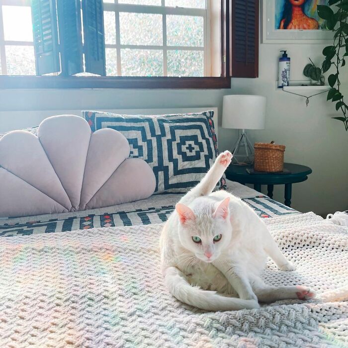 Meet Tuna, A Cat Who Befriends Delivery Men And Her Owner Posts About It On Instagram