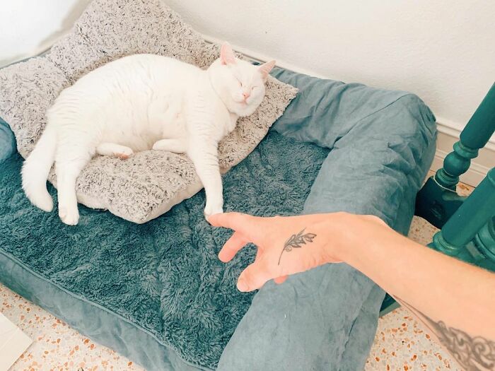 Meet Tuna, A Cat Who Befriends Delivery Men And Her Owner Posts About It On Instagram