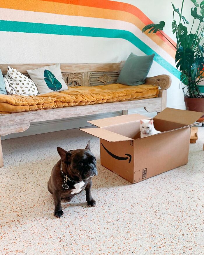 Meet Tuna, A Cat Who Befriends Delivery Men And Her Owner Posts About It On Instagram