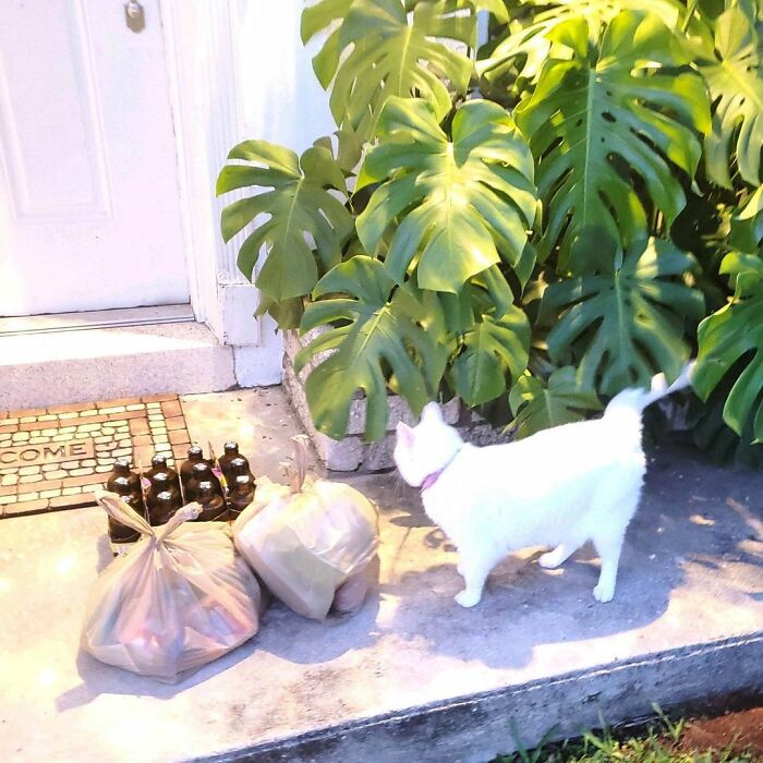 Meet Tuna, A Cat Who Befriends Delivery Men And Her Owner Posts About It On Instagram