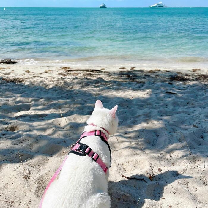 Meet Tuna, A Cat Who Befriends Delivery Men And Her Owner Posts About It On Instagram