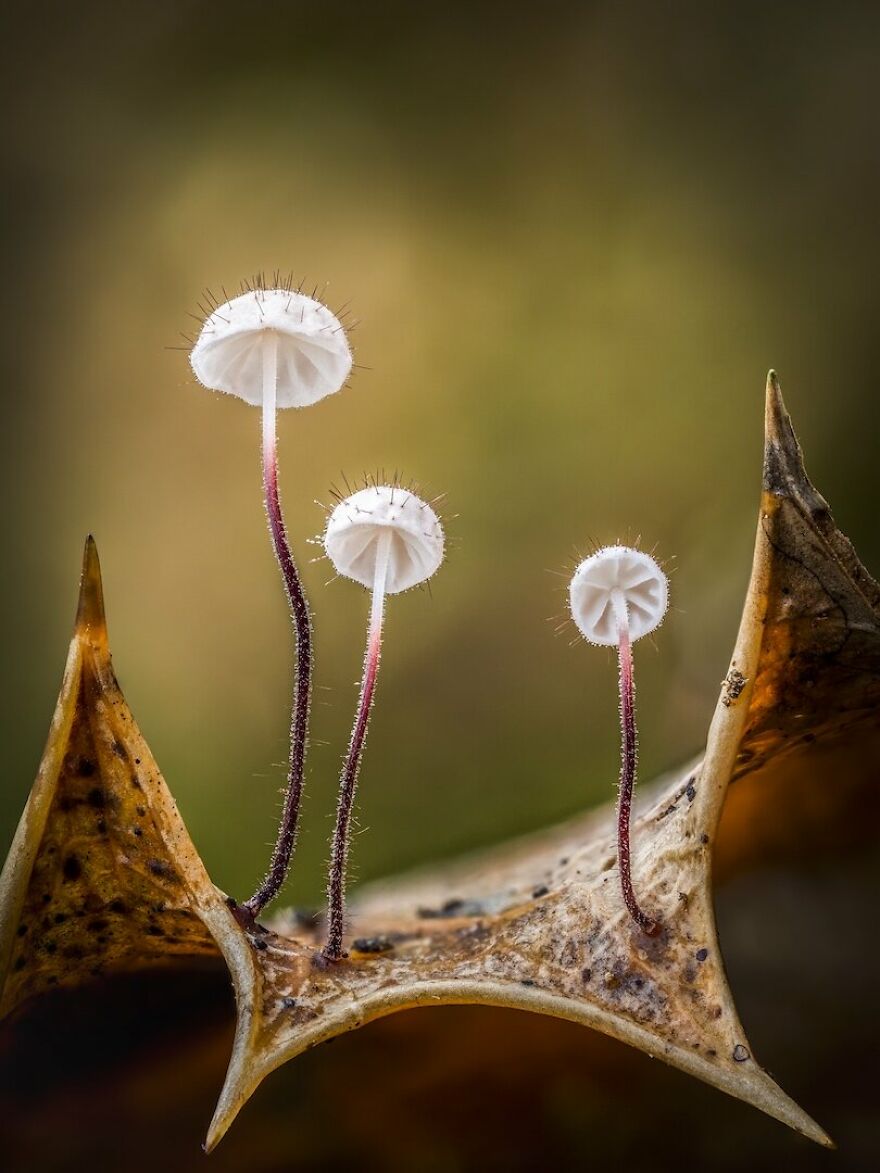 Plants & Fungi Winner