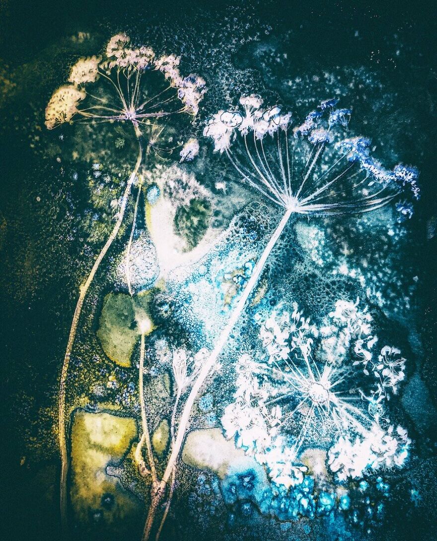 3rd Place Winner | Plants & Fungi