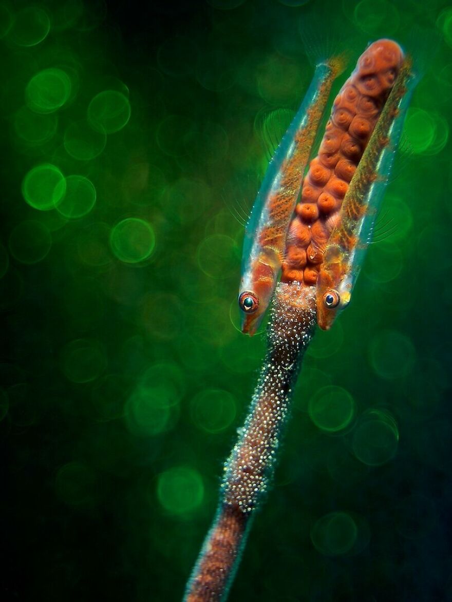 3rd Place Winner | Underwater