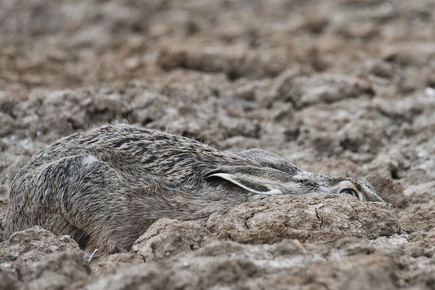 3rd Place Winner | Young