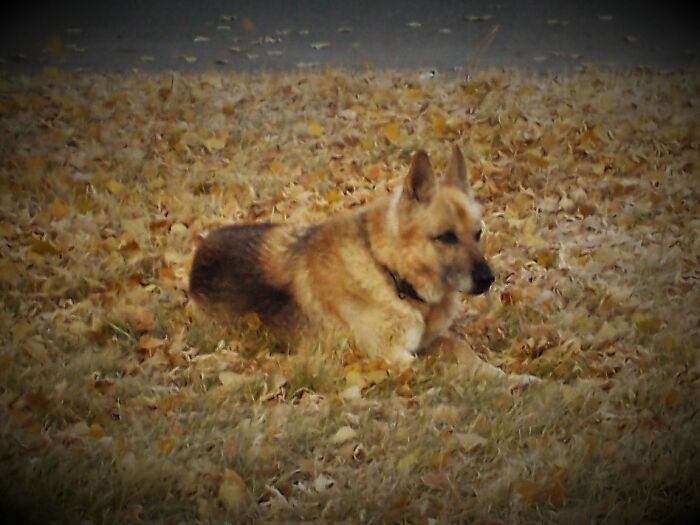 This Is Moe. He Is Deaf. He Is My Ex-Landlord's Very Good Boy.
