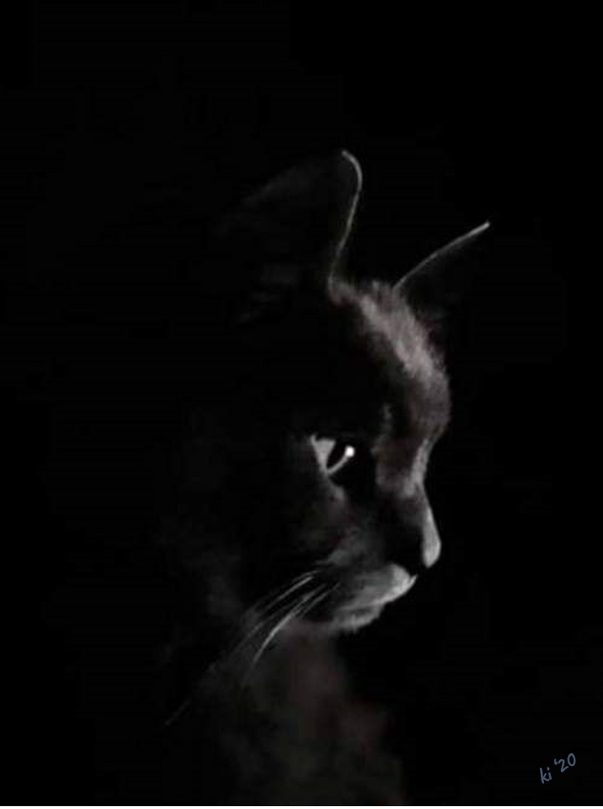 Inigo Montoya Watching His TV Show (Youtube Video Of Birdies). Best Shot I've Ever Taken!