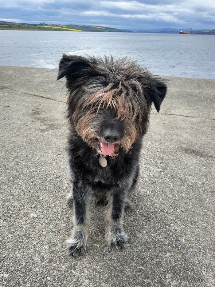 Our Wee Epileptic Terrier Rescued From A High Kill Shelter In Romania, Now Living In The UK