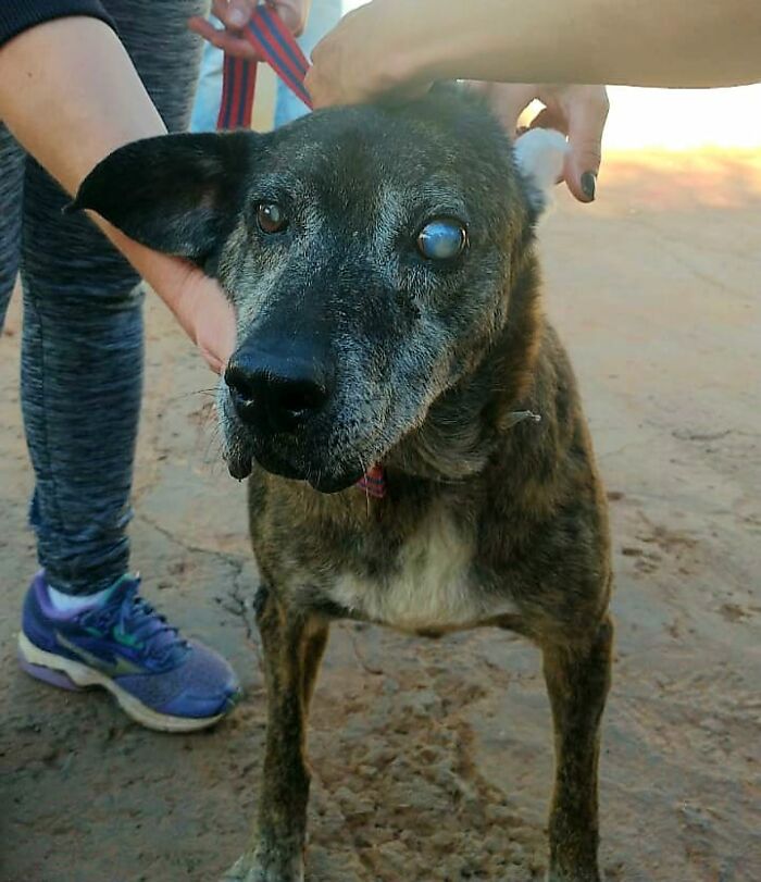 This Dog That Spent 10 Years In A Shelter Due To His Missing Leg, Old Age And Blindness Finally Finds His Forever Home This Dog That Spent 10 Years In A Shelter Due To His Missing Leg, Old Age And Blindness Finally Finds His Forever Home