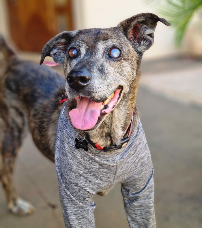 This Dog That Spent 10 Years In A Shelter Due To His Missing Leg, Old Age And Blindness Finally Finds His Forever Home This Dog That Spent 10 Years In A Shelter Due To His Missing Leg, Old Age And Blindness Finally Finds His Forever Home