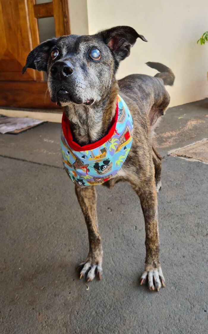 This Dog That Spent 10 Years In A Shelter Due To His Missing Leg, Old Age And Blindness Finally Finds His Forever Home This Dog That Spent 10 Years In A Shelter Due To His Missing Leg, Old Age And Blindness Finally Finds His Forever Home