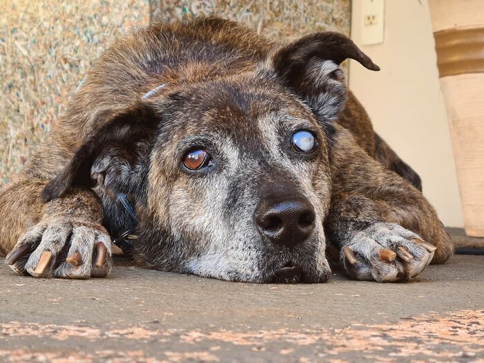 This Dog That Spent 10 Years In A Shelter Due To His Missing Leg, Old Age And Blindness Finally Finds His Forever Home This Dog That Spent 10 Years In A Shelter Due To His Missing Leg, Old Age And Blindness Finally Finds His Forever Home