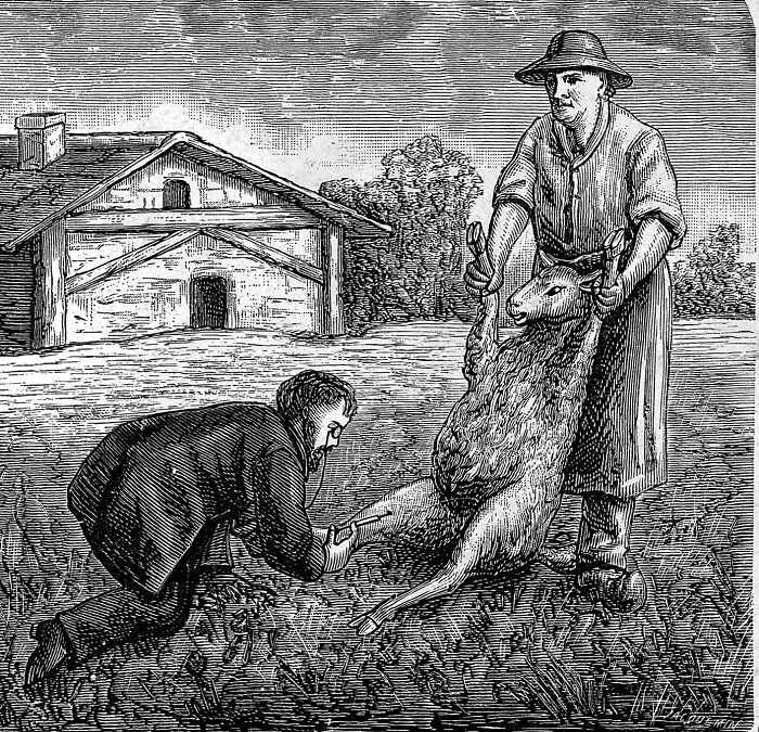 Vintage engraving of two men handling a sheep outside a farmhouse, illustrating disturbing facts to ruin your day.