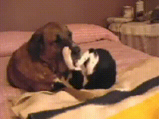 My Girls, Phoebie (Dog) And Busaba (Kitty)