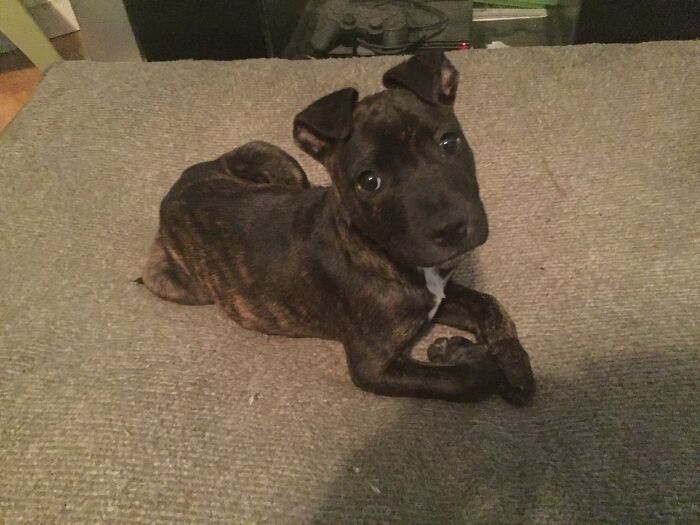 My Wife Rescued Him From A Dumpster