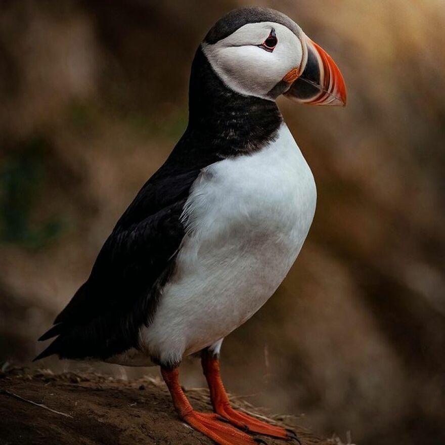 Así es como se ven las islas del Ártico en las cuatro estaciones del año, según la entrevista con el artista "cazador de auroras" Así es como se ven las islas del Ártico en las cuatro estaciones del año, según la entrevista con el artista "cazador de auroras"