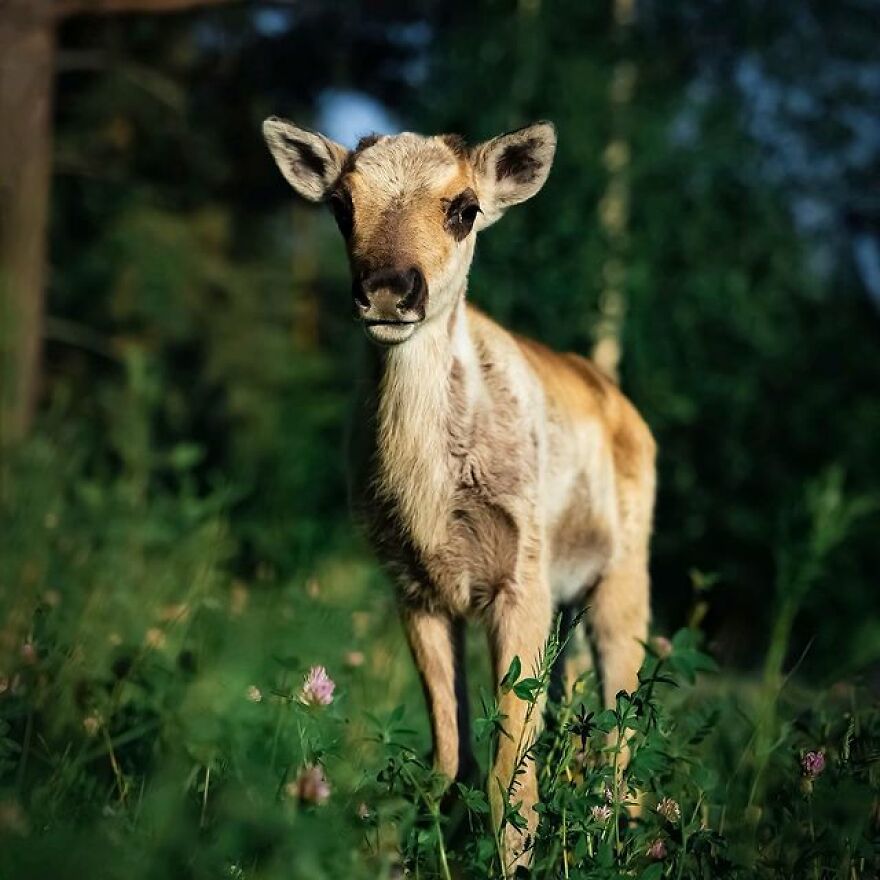 Así es como se ven las islas del Ártico en las cuatro estaciones del año, según la entrevista con el artista "cazador de auroras" Así es como se ven las islas del Ártico en las cuatro estaciones del año, según la entrevista con el artista "cazador de auroras"