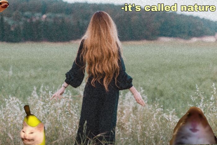 Idk But Inspired By My Hamster And The Cross Eyed Border Collie I Saw Today :)