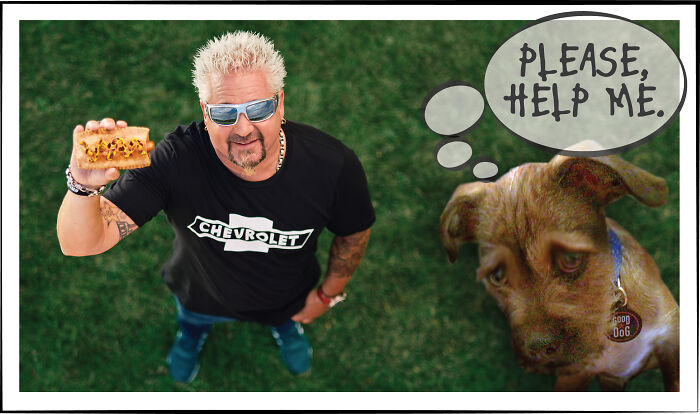 Dog In Need Of Rescue