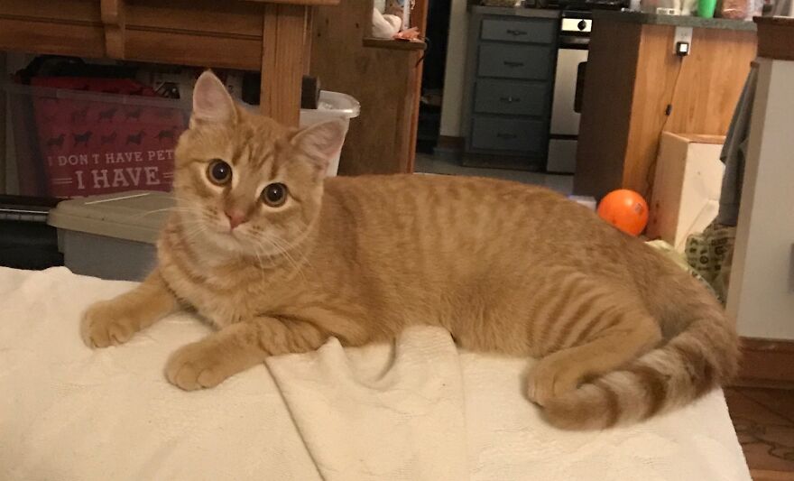 Rescue Cats