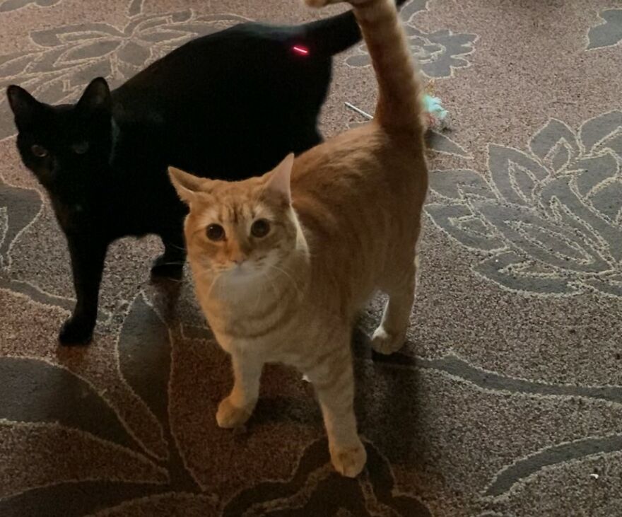 Rescue Cats