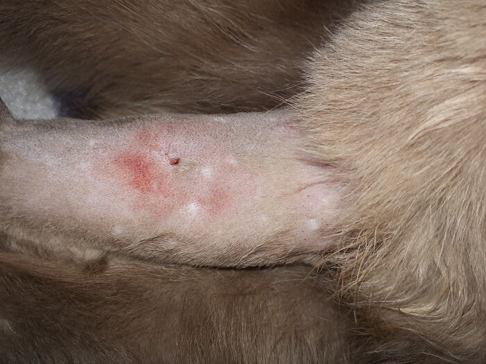 I Was Showing My Work Gal Pals Sam's Injured Paw From A Cat Fight. Most Screamed And Wondered I Was Showing Them My Husband's "Gizmo". The Fur Should Have Told Them Otherwise!