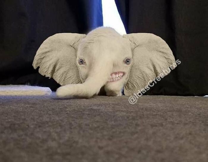 Scary And Funny New Artwork From The Girl Who Turns Pets Into True Fantasy Creatures