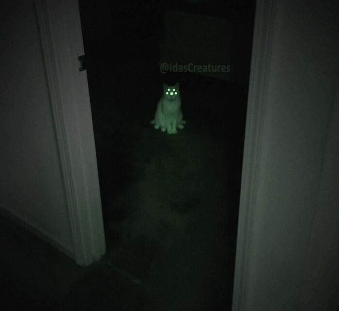 Scary And Funny New Artwork From The Girl Who Turns Pets Into True Fantasy Creatures