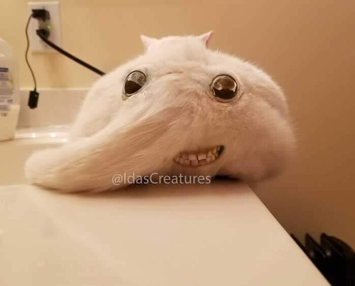 Scary And Funny New Artwork From The Girl Who Turns Pets Into True Fantasy Creatures