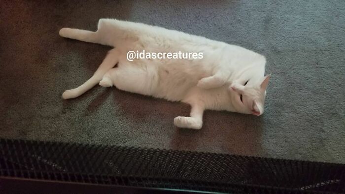 Scary And Funny New Artwork From The Girl Who Turns Pets Into True Fantasy Creatures