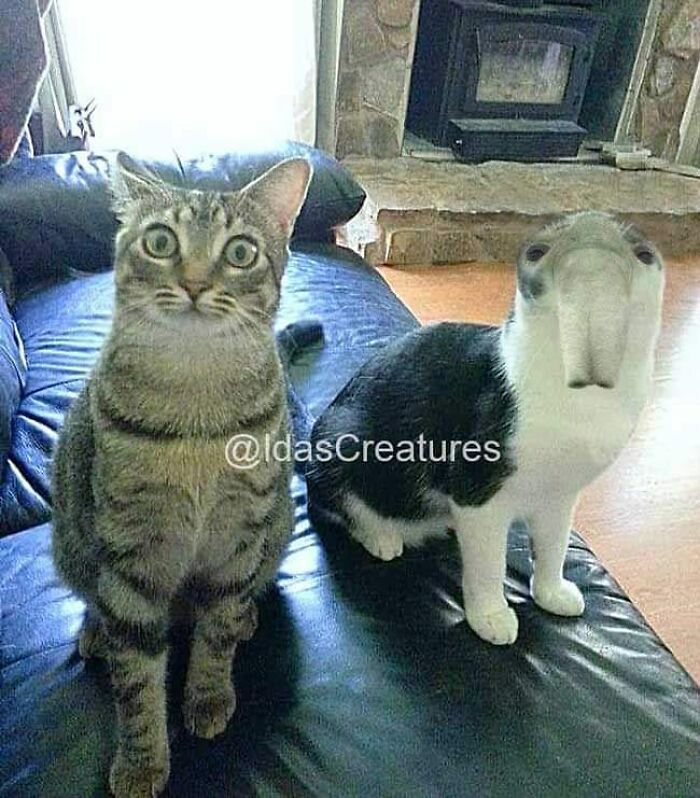 Scary And Funny New Artwork From The Girl Who Turns Pets Into True Fantasy Creatures