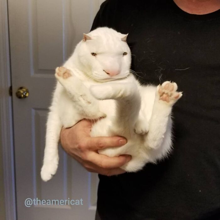 Scary And Funny New Artwork From The Girl Who Turns Pets Into True Fantasy Creatures