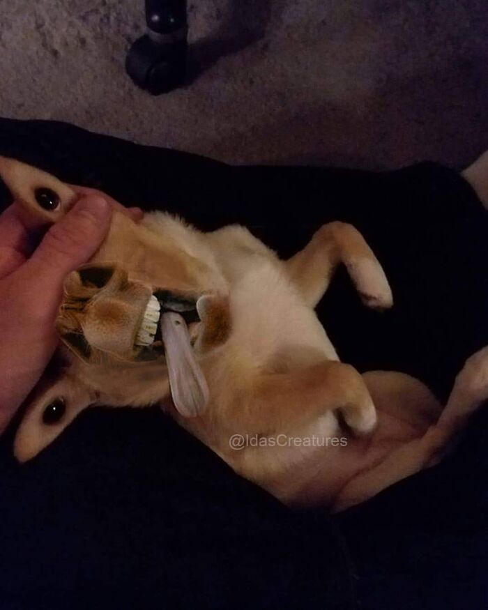 Scary And Funny New Artwork From The Girl Who Turns Pets Into True Fantasy Creatures