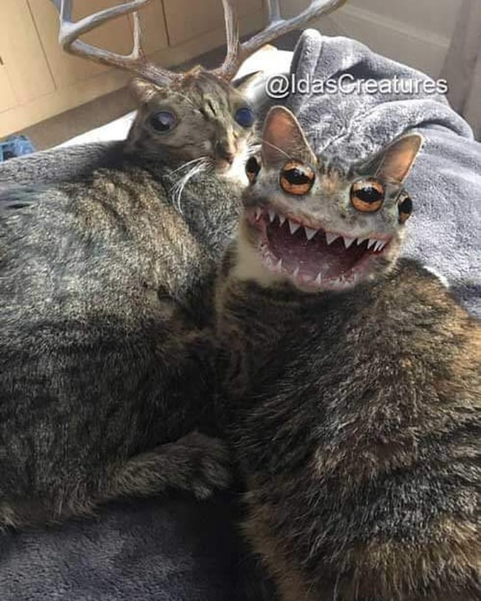 Scary And Funny New Artwork From The Girl Who Turns Pets Into True Fantasy Creatures