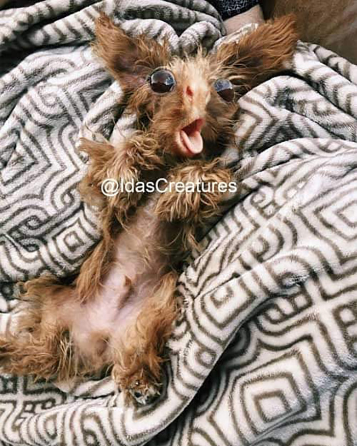 Scary And Funny New Artwork From The Girl Who Turns Pets Into True Fantasy Creatures