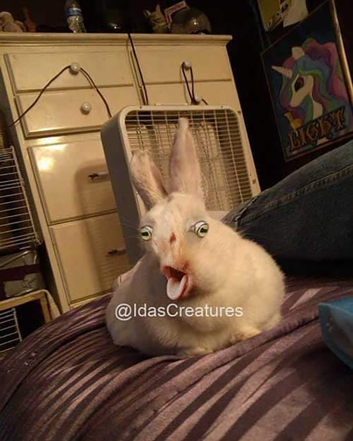 Scary And Funny New Artwork From The Girl Who Turns Pets Into True Fantasy Creatures