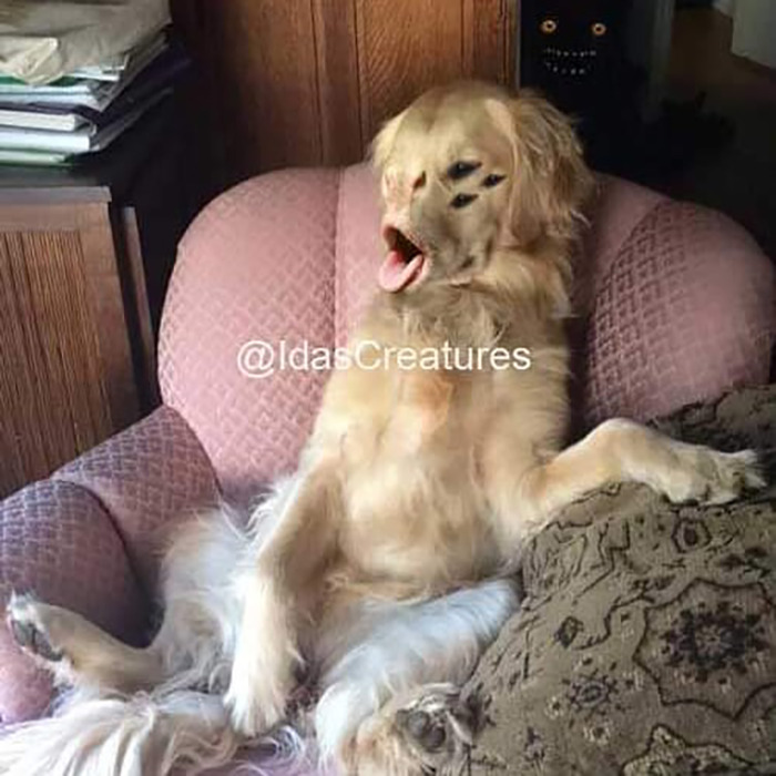 Scary And Funny New Artwork From The Girl Who Turns Pets Into True Fantasy Creatures